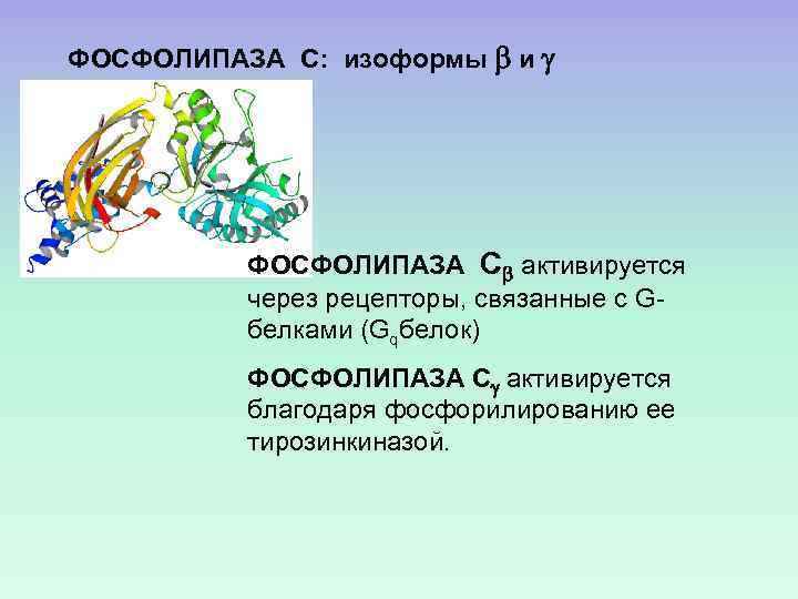 ФОСФОЛИПАЗА С: изоформы и ФОСФОЛИПАЗА С активируется через рецепторы, связанные с Gбелками (Gqбелок) ФОСФОЛИПАЗА