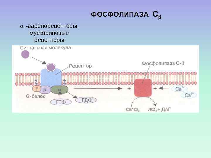 ФОСФОЛИПАЗА С 1 -адренорецепторы, мускариновые рецепторы 