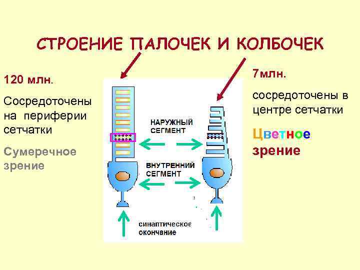СТРОЕНИЕ ПАЛОЧЕК И КОЛБОЧЕК 120 млн. 7 млн. Сосредоточены на периферии сетчатки сосредоточены в