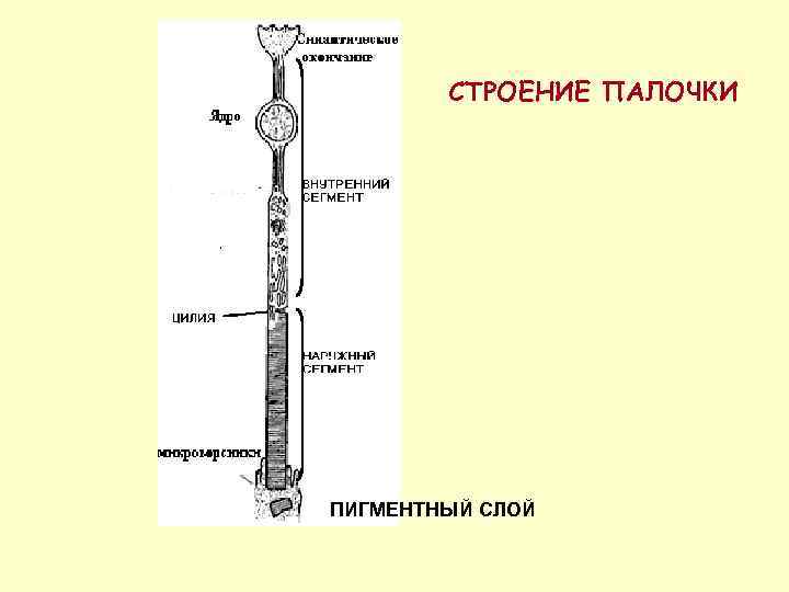 СТРОЕНИЕ ПАЛОЧКИ ПИГМЕНТНЫЙ СЛОЙ 