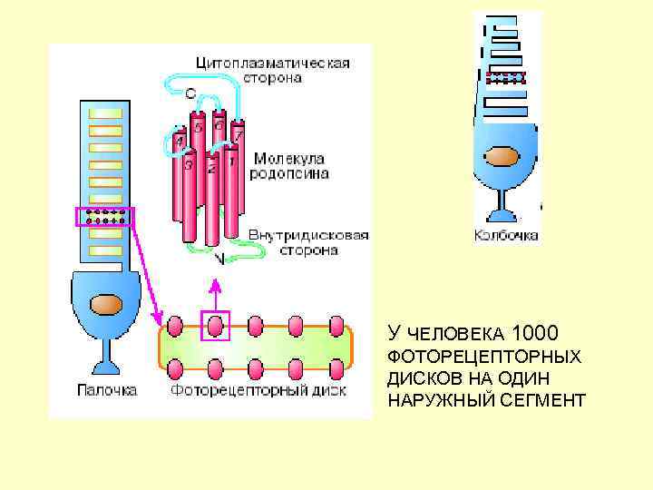 У ЧЕЛОВЕКА 1000 ФОТОРЕЦЕПТОРНЫХ ДИСКОВ НА ОДИН НАРУЖНЫЙ СЕГМЕНТ 