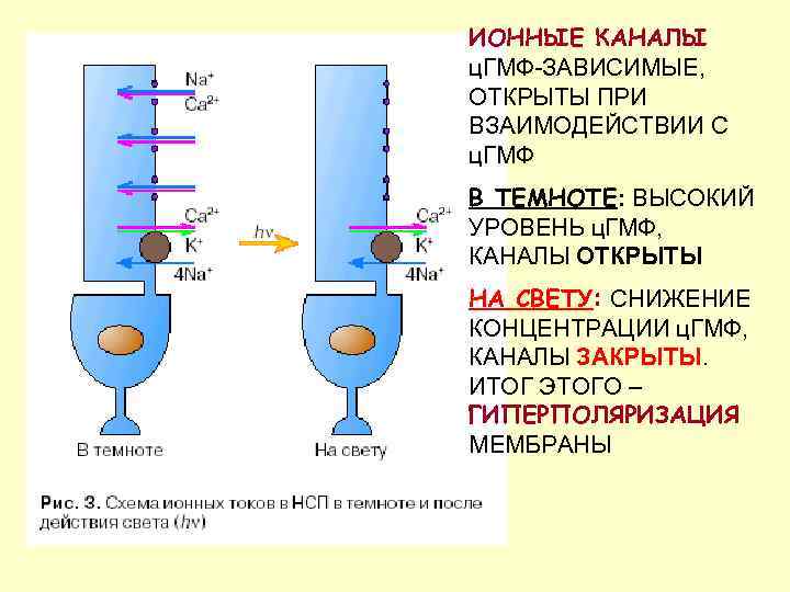 ИОННЫЕ КАНАЛЫ ц. ГМФ-ЗАВИСИМЫЕ, ОТКРЫТЫ ПРИ ВЗАИМОДЕЙСТВИИ С ц. ГМФ В ТЕМНОТЕ: ВЫСОКИЙ УРОВЕНЬ