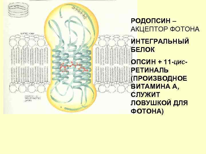 РОДОПСИН – АКЦЕПТОР ФОТОНА ИНТЕГРАЛЬНЫЙ БЕЛОК ОПСИН + 11 -ЦИСРЕТИНАЛЬ (ПРОИЗВОДНОЕ ВИТАМИНА А, СЛУЖИТ