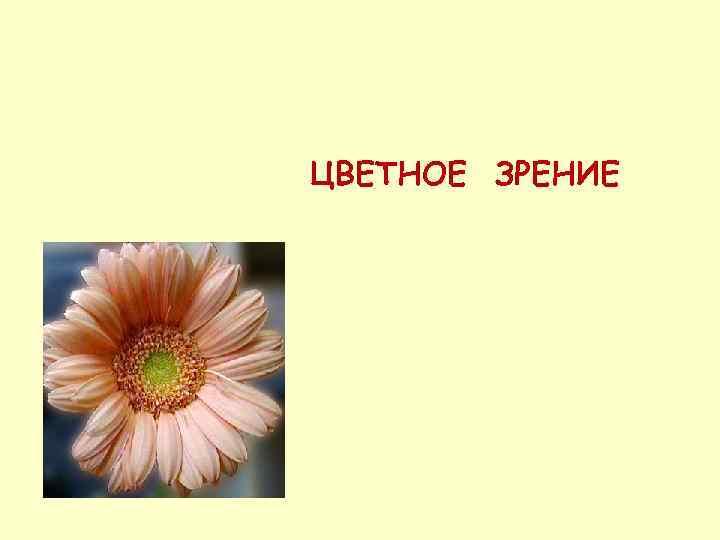ЦВЕТНОЕ ЗРЕНИЕ 