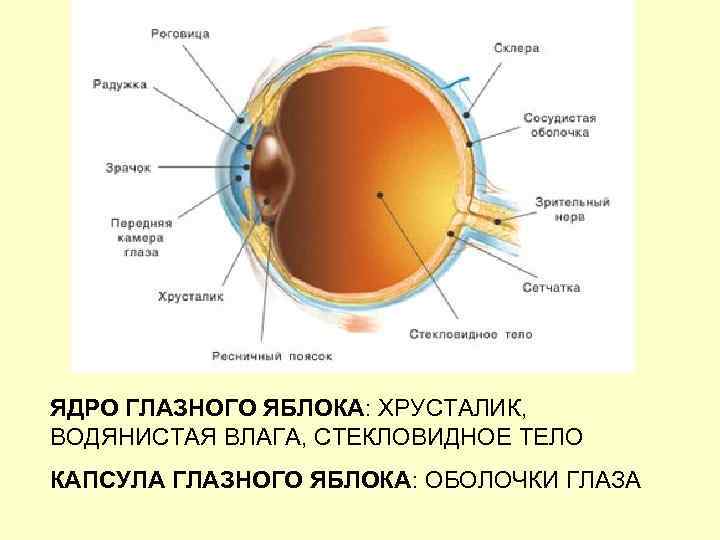 ЯДРО ГЛАЗНОГО ЯБЛОКА: ХРУСТАЛИК, ВОДЯНИСТАЯ ВЛАГА, СТЕКЛОВИДНОЕ ТЕЛО КАПСУЛА ГЛАЗНОГО ЯБЛОКА: ОБОЛОЧКИ ГЛАЗА 