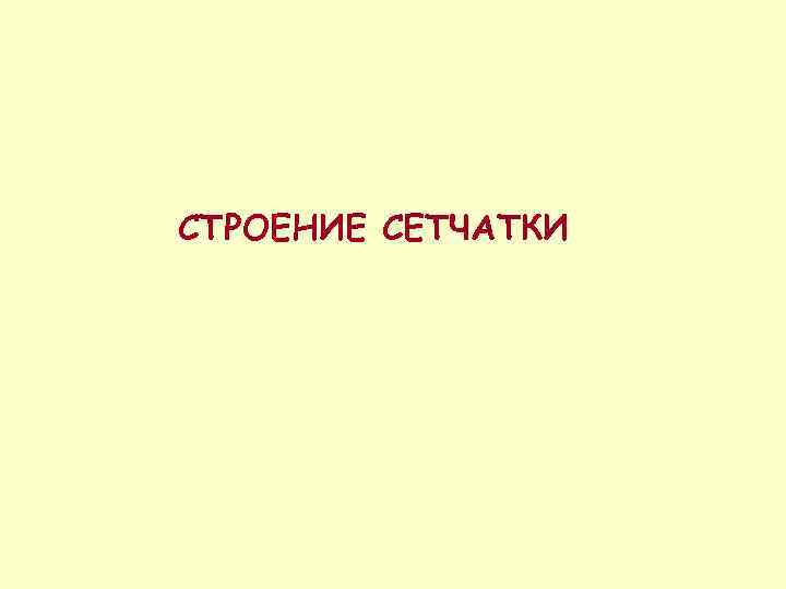СТРОЕНИЕ СЕТЧАТКИ 