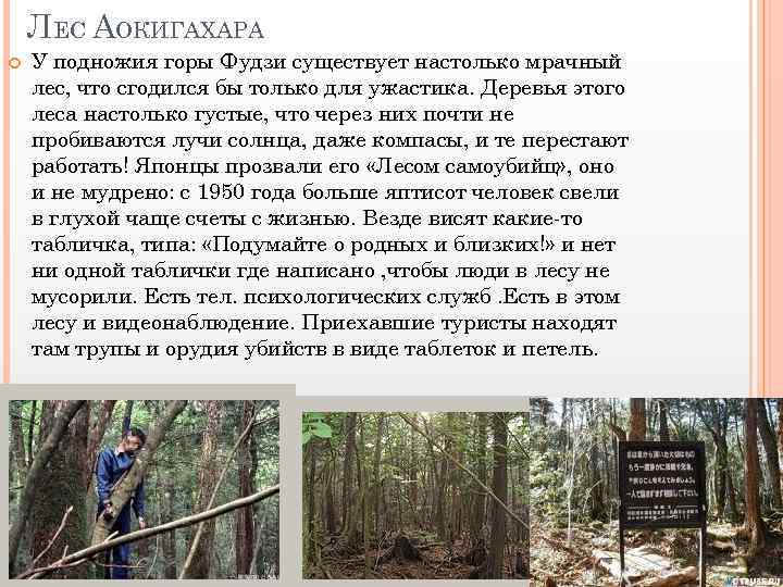 ЛЕС АОКИГАХАРА У подножия горы Фудзи существует настолько мрачный лес, что сгодился бы только