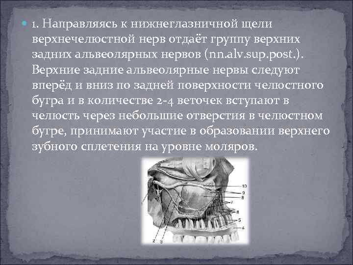  1. Направляясь к нижнеглазничной щели верхнечелюстной нерв отдаёт группу верхних задних альвеолярных нервов