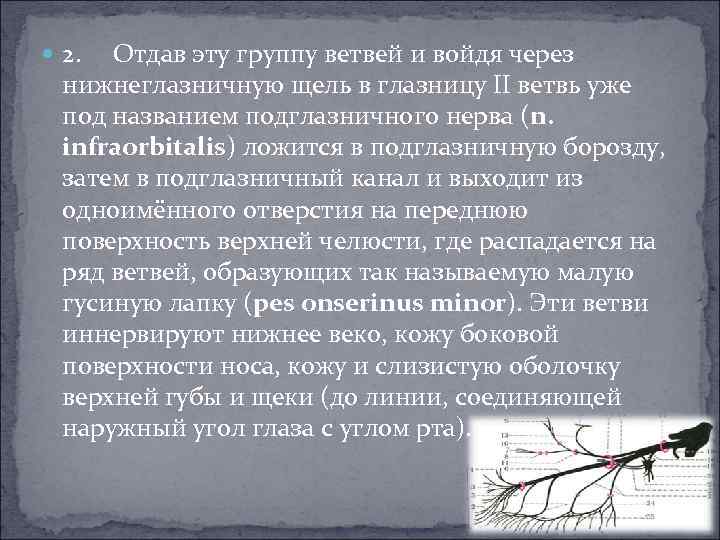  2. Отдав эту группу ветвей и войдя через нижнеглазничную щель в глазницу II