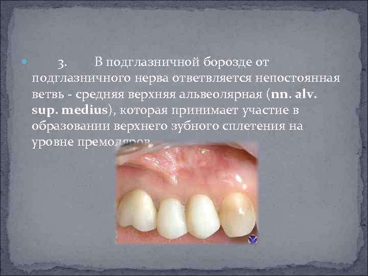  3. В подглазничной борозде от подглазничного нерва ответвляется непостоянная ветвь - средняя верхняя