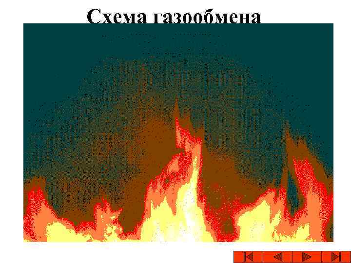  Схема газообмена 