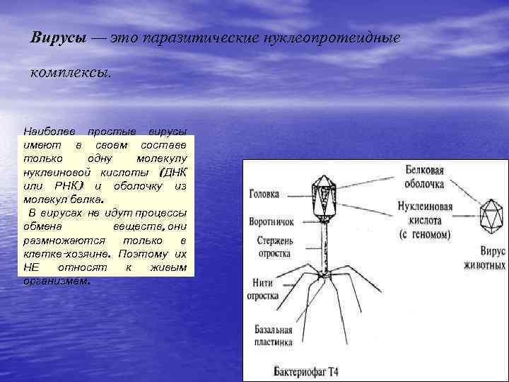 Вирусы — это паразитические нуклеопротеидные комплексы. Наиболее простые вирусы имеют в своем составе только
