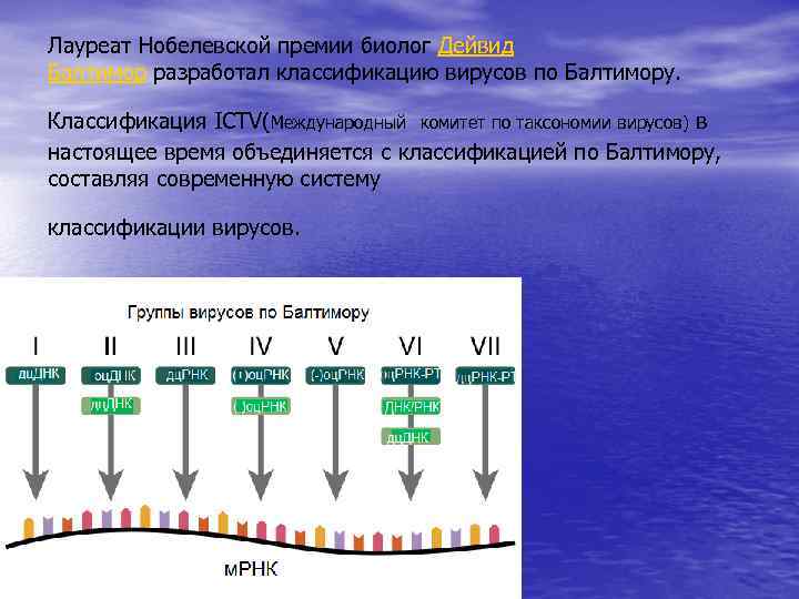 Лауреат Нобелевской премии биолог Дейвид Балтимор разработал классификацию вирусов по Балтимору. Классификация ICTV(Международный комитет