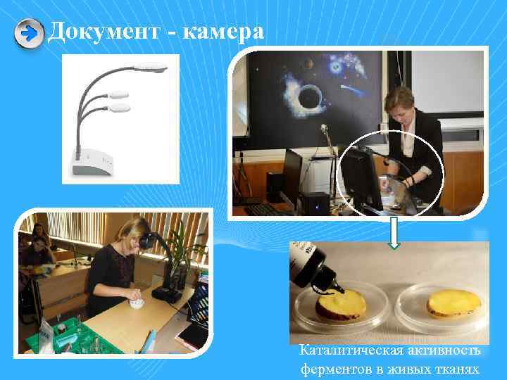 Документ - камера Каталитическая активность ферментов в живых тканях 