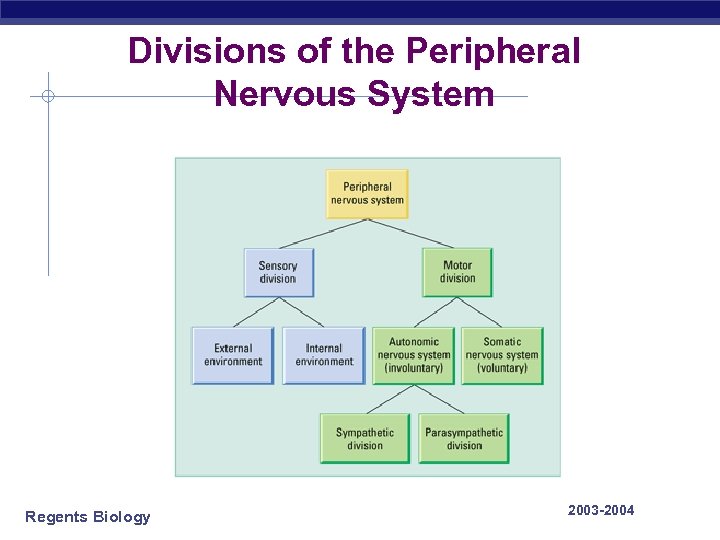 Divisions of the Peripheral Nervous System Regents Biology 2003 -2004 