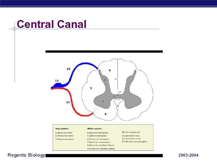 Central Canal Regents Biology 2003 -2004 