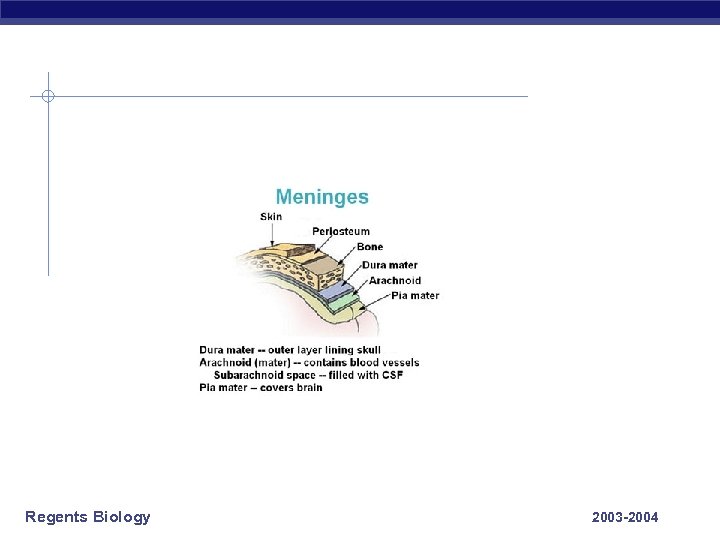 Regents Biology 2003 -2004 