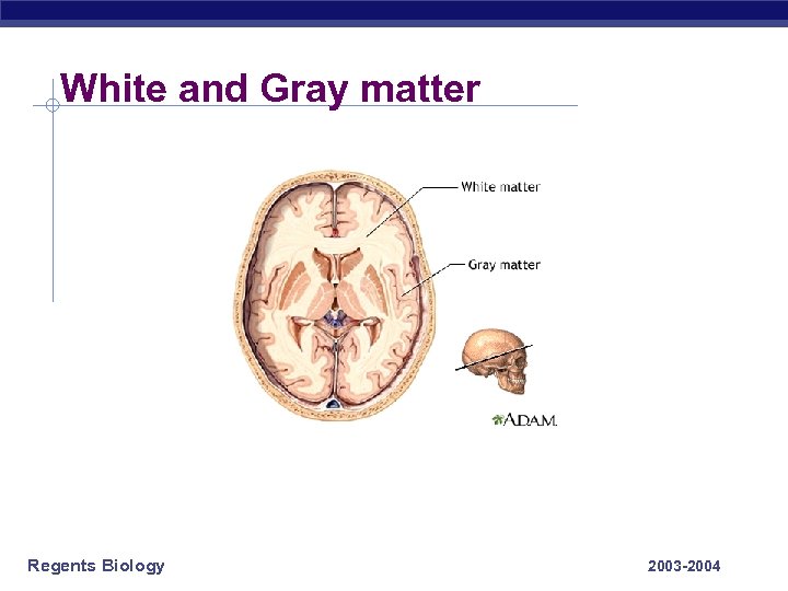 White and Gray matter Regents Biology 2003 -2004 