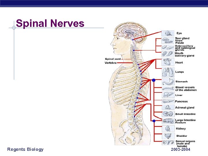 Spinal Nerves Regents Biology 2003 -2004 