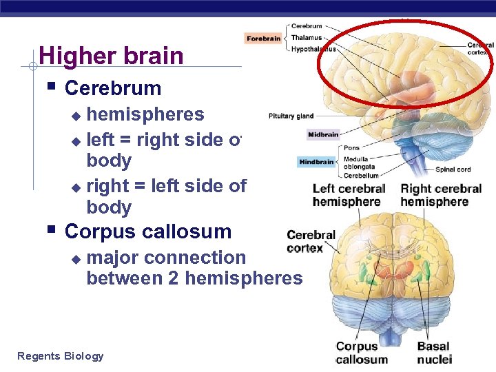 Higher brain § Cerebrum hemispheres u left = right side of body u right