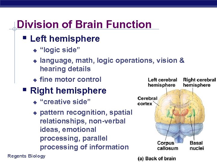 Division of Brain Function § Left hemisphere u u u “logic side” language, math,