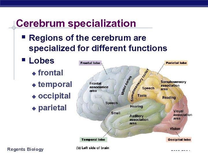 Cerebrum specialization § Regions of the cerebrum are § specialized for different functions Lobes