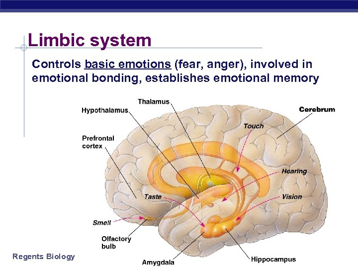 Limbic system Controls basic emotions (fear, anger), involved in emotional bonding, establishes emotional memory