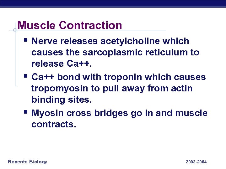 Muscle Contraction § Nerve releases acetylcholine which § § causes the sarcoplasmic reticulum to