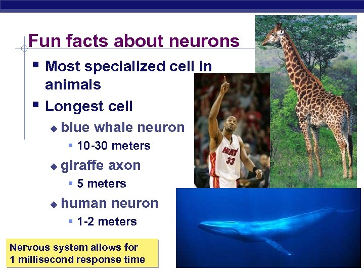 Fun facts about neurons § Most specialized cell in § animals Longest cell u