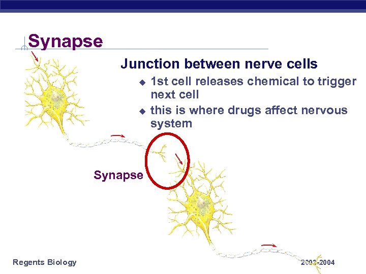 Synapse Junction between nerve cells u u 1 st cell releases chemical to trigger