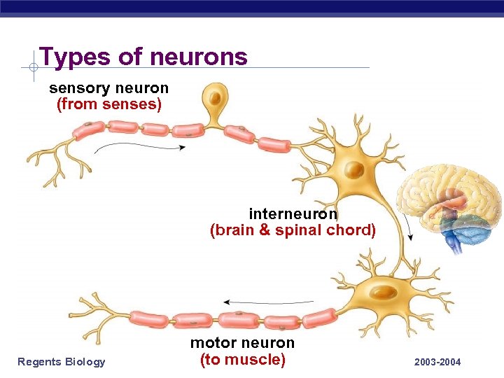 Types of neurons sensory neuron (from senses) interneuron (brain & spinal chord) Regents Biology