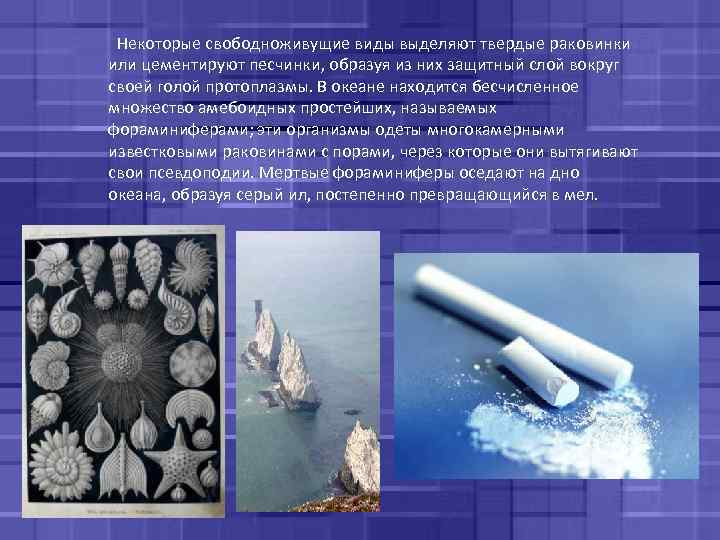  Некоторые свободноживущие виды выделяют твердые раковинки или цементируют песчинки, образуя из них защитный