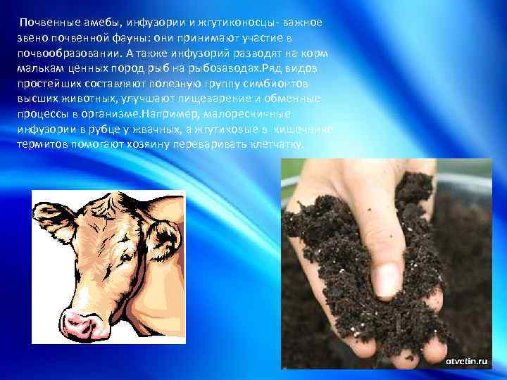  Почвенные амебы, инфузории и жгутиконосцы- важное звено почвенной фауны: они принимают участие в