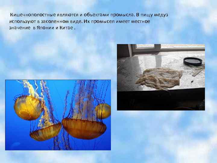  Кишечнополостные являются и объектами промысла. В пищу медуз используют в засоленном виде. Их