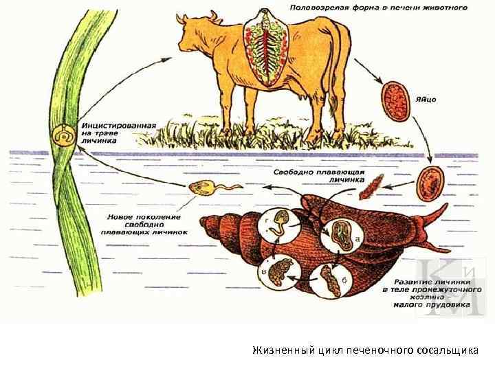  Жизненный цикл печеночного сосальщика 
