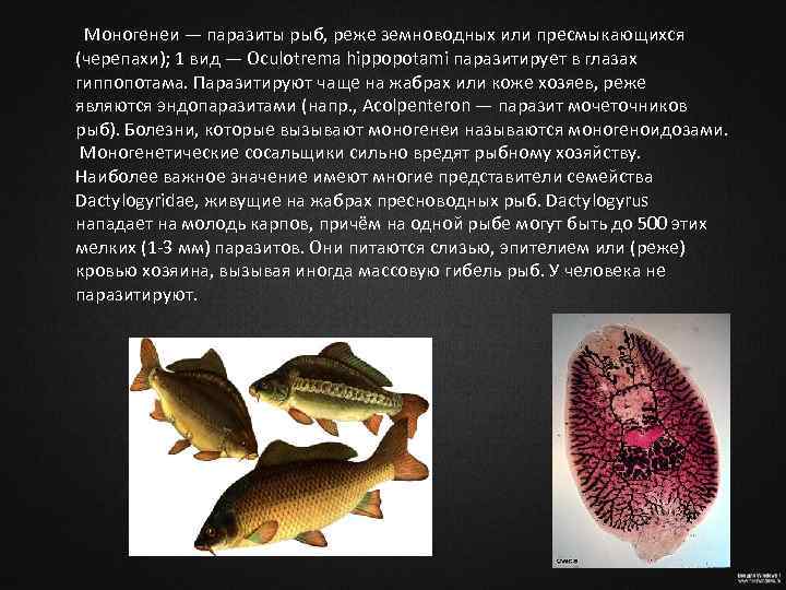  Моногенеи — паразиты рыб, реже земноводных или пресмыкающихся (черепахи); 1 вид — Oculotrema