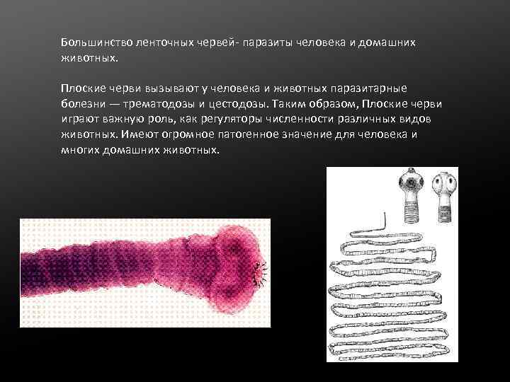  Большинство ленточных червей- паразиты человека и домашних животных. Плоские черви вызывают у человека