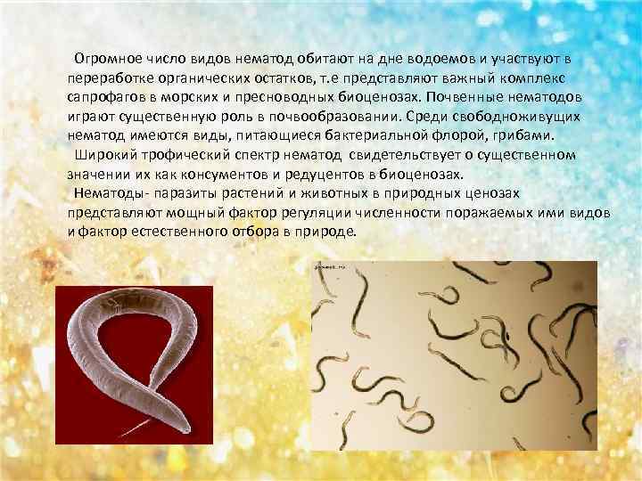  Огромное число видов нематод обитают на дне водоемов и участвуют в переработке органических