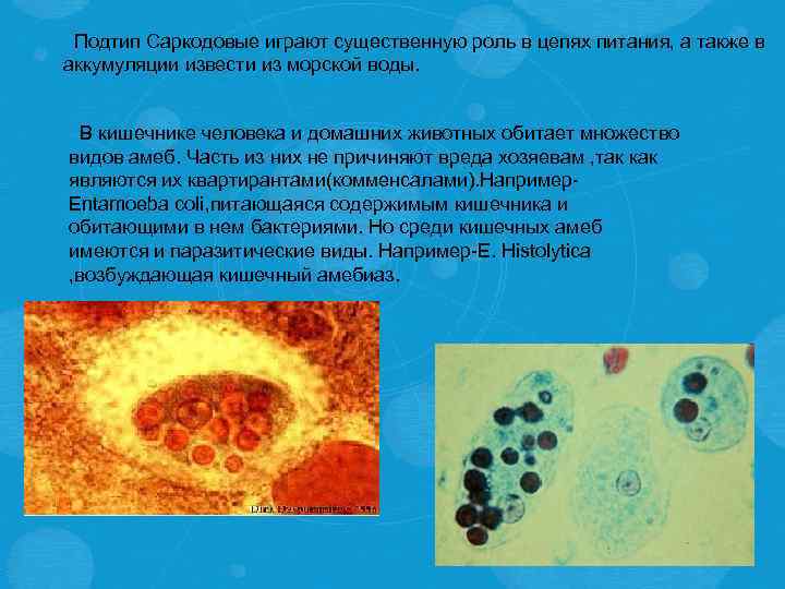  Подтип Саркодовые играют существенную роль в цепях питания, а также в аккумуляции извести