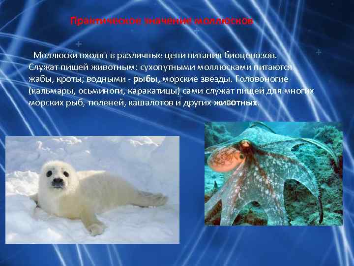 Практическое значение моллюсков Моллюски входят в различные цепи питания биоценозов. Служат пищей животным: сухопутными