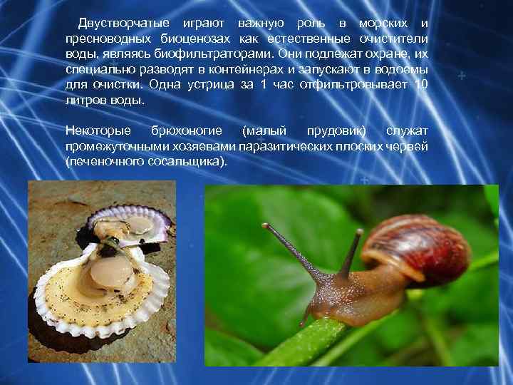  Двустворчатые играют важную роль в морских и пресноводных биоценозах как естественные очистители воды,