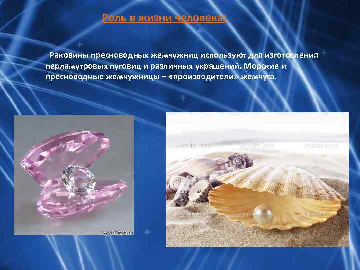 Роль в жизни человека: Раковины пресноводных жемчужниц используют для изготовления перламутровых пуговиц и различных