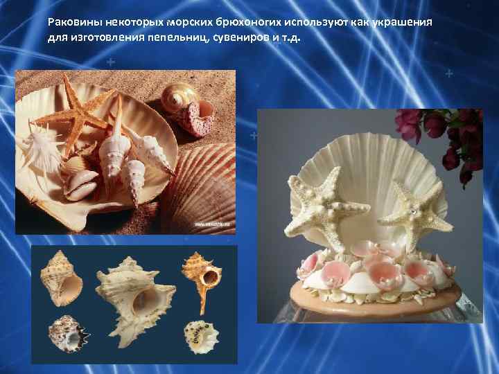 Раковины некоторых морских брюхоногих используют как украшения для изготовления пепельниц, сувениров и т. д.