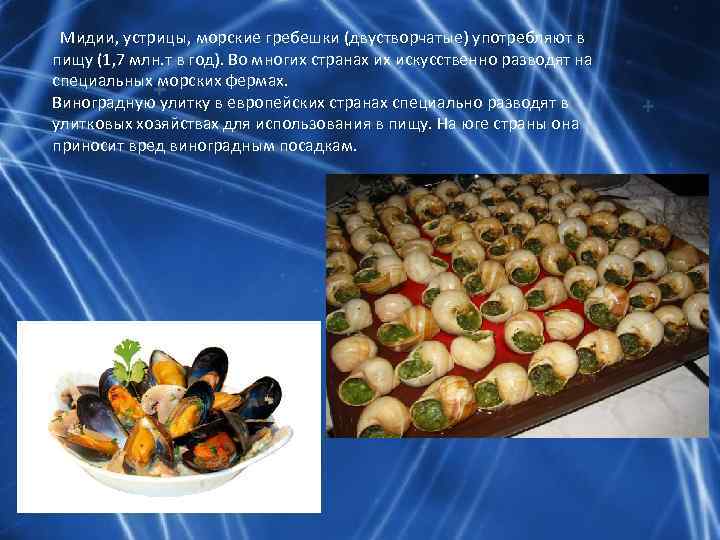 Мидии, устрицы, морские гребешки (двустворчатые) употребляют в пищу (1, 7 млн. т в