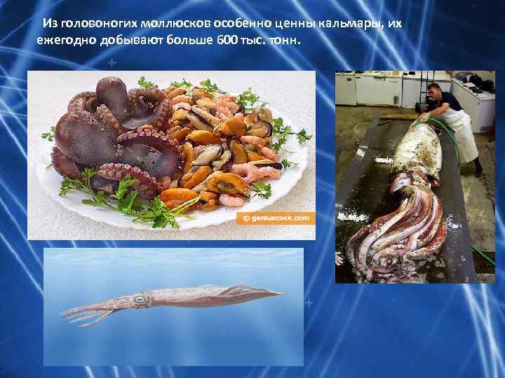  Из головоногих моллюсков особенно ценны кальмары, их ежегодно добывают больше 600 тыс. тонн.