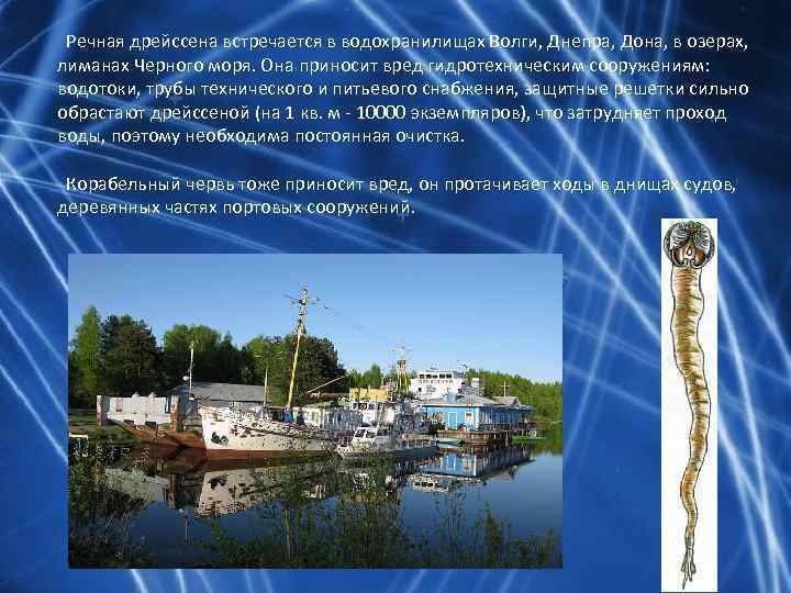  Речная дрейссена встречается в водохранилищах Волги, Днепра, Дона, в озерах, лиманах Черного моря.