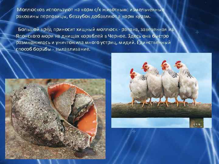  Моллюсков используют на корм с/х животным: измельченные раковины перловицы, беззубок добавляют в корм