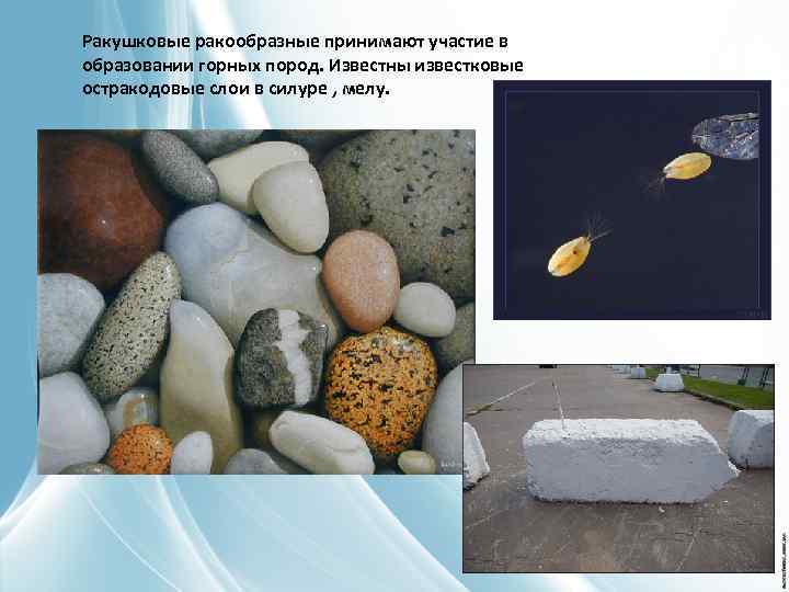 Ракушковые ракообразные принимают участие в образовании горных пород. Известны известковые остракодовые слои в силуре