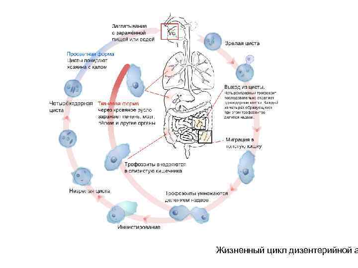 Жизненный цикл дизентерийной а 