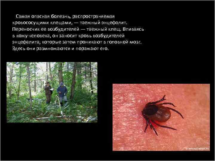  Самая опасная болезнь, распространяемая кровососущими клещами, — таежный энцефалит. Переносчик ее возбудителей —